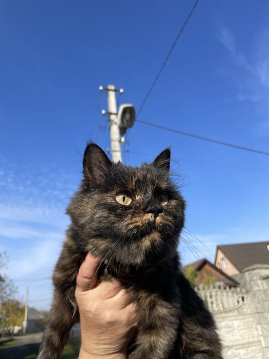 Стерилізована киця шукає дім