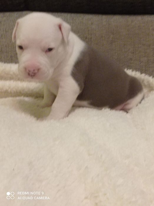 Amstaff błękitny piesek ZKWP/FCI