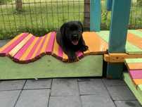 Labrador Retriever ZKwP FCI szczeniak
