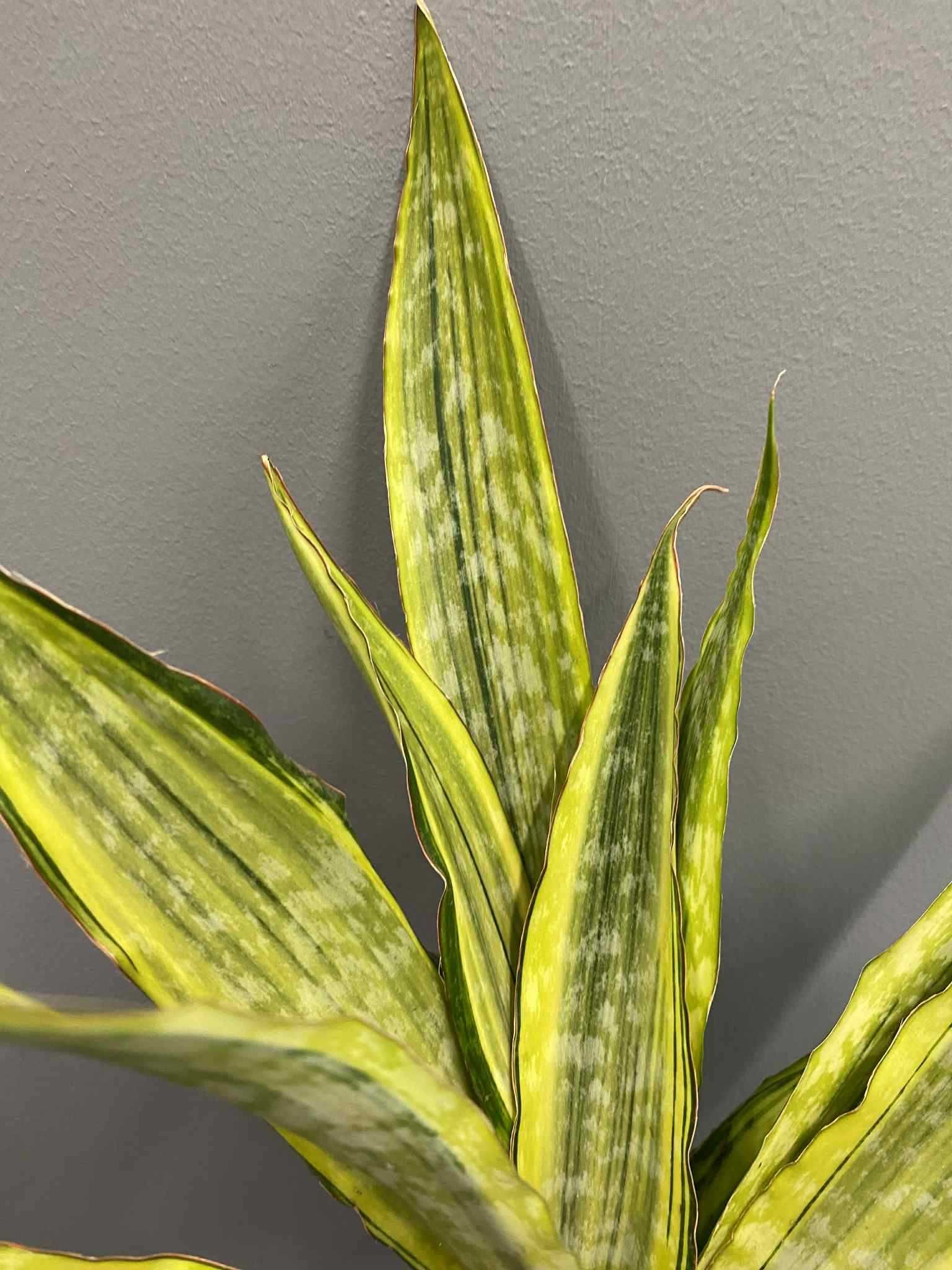 Sansevieria Aubrytniana Lauren