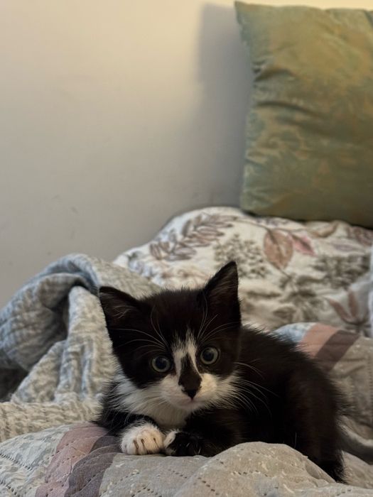 Adocao responsavel gatinha 2 meses