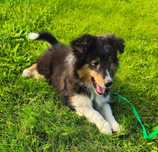 Owczarek szetlandzki, Sheltie, szczeniak, SUCZKA ZKwP/FCI