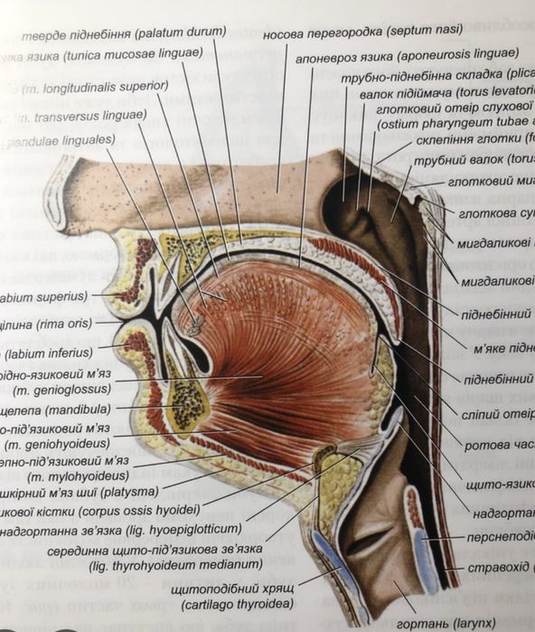 Логопедичні заняття офлайн/онлайн Київ