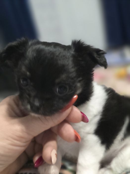 Długowłosa suczka chihuahua