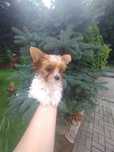 Yorkshire terrier GAJA White ocean Perl suczka
