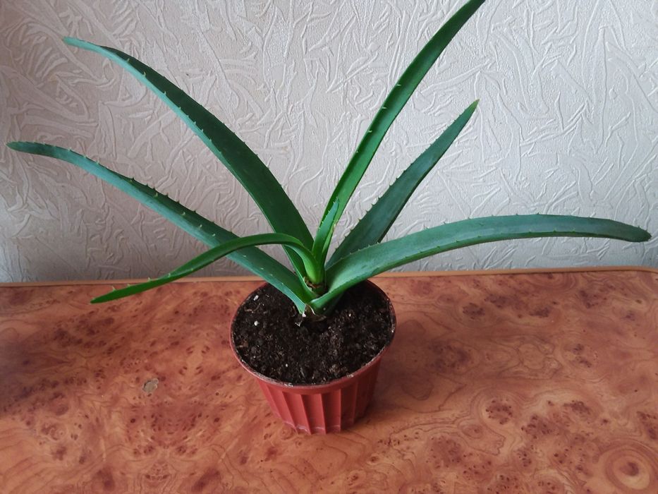 Алое  - вера, в ассортименте