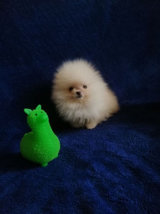 Розкішні міні шпіцулі