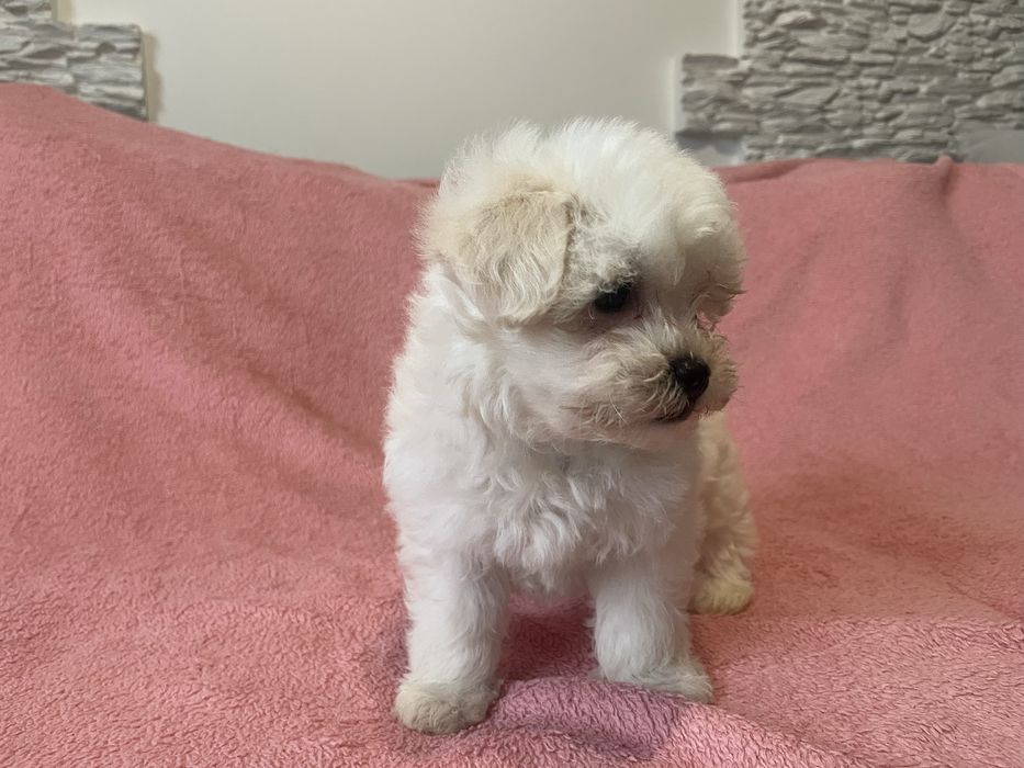 Maltipoo suczka Luna