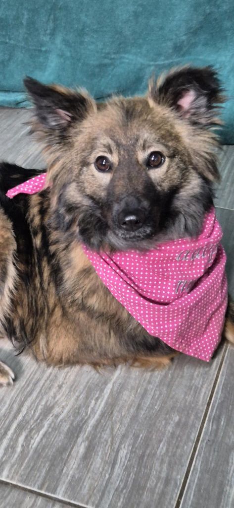Radosna roczna Roxy do adopcji
