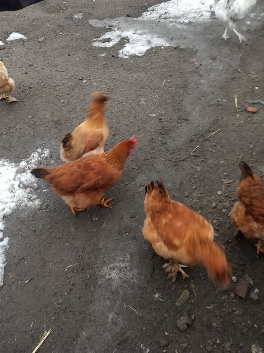 Інкубаційні яйця домашніх курей(инкубационное яйцо)