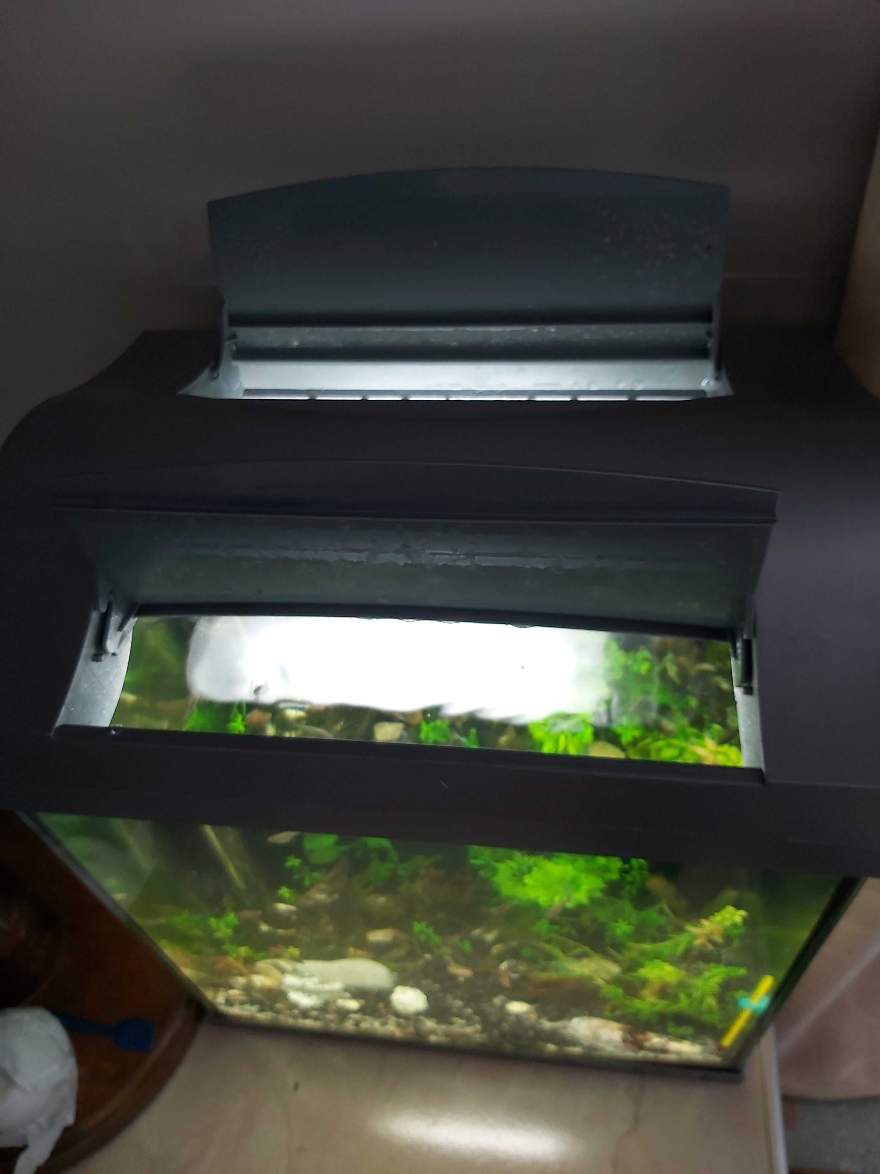 Akwarium Tetra 30l. z życiem