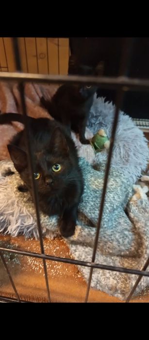 2 miesięczna kotka szuka domu niewychodzącego