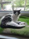 Śliczna ok. 3 miesięczna koteczka do adopcjii
