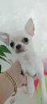 Dziewczynka chihuahua