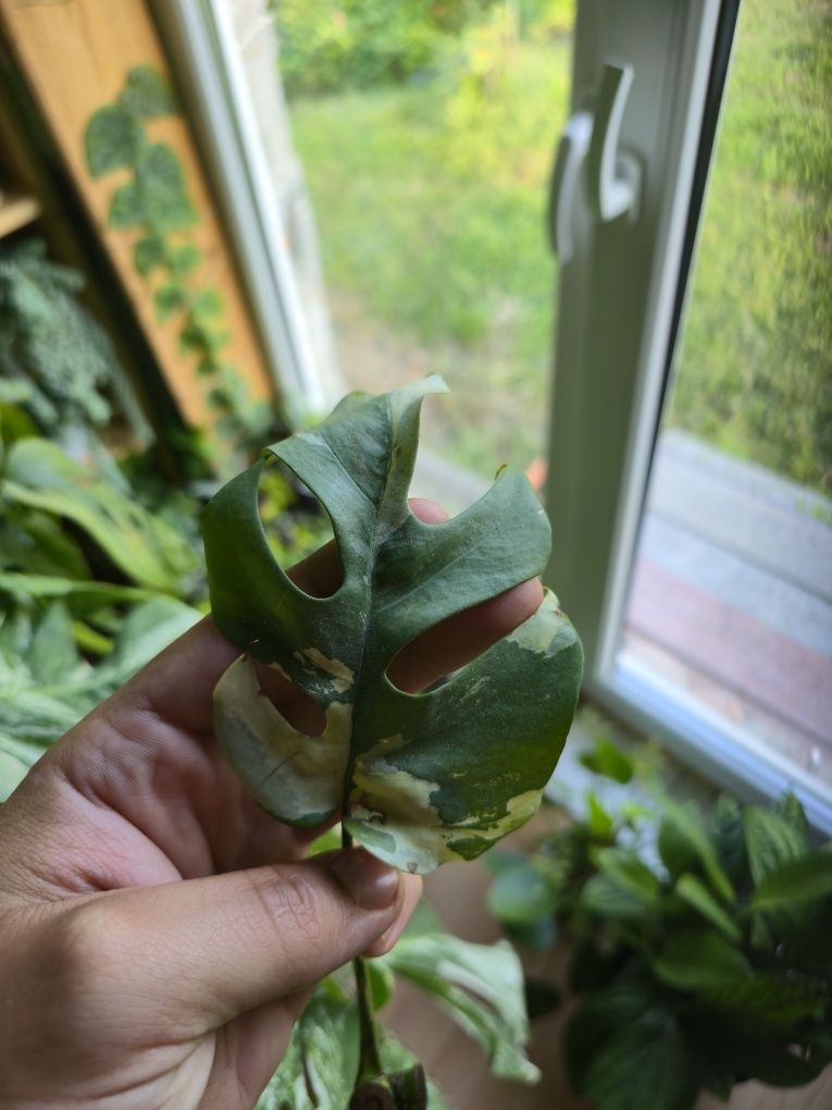 Monstera minima variegata