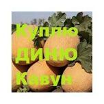 Диню солодку, Кавун з поля заберу опт