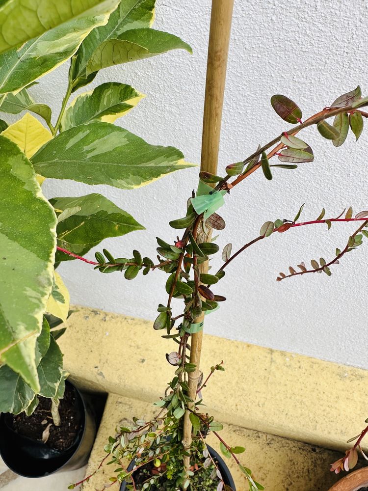Arbusto ARANDOS SUPER FRUTO