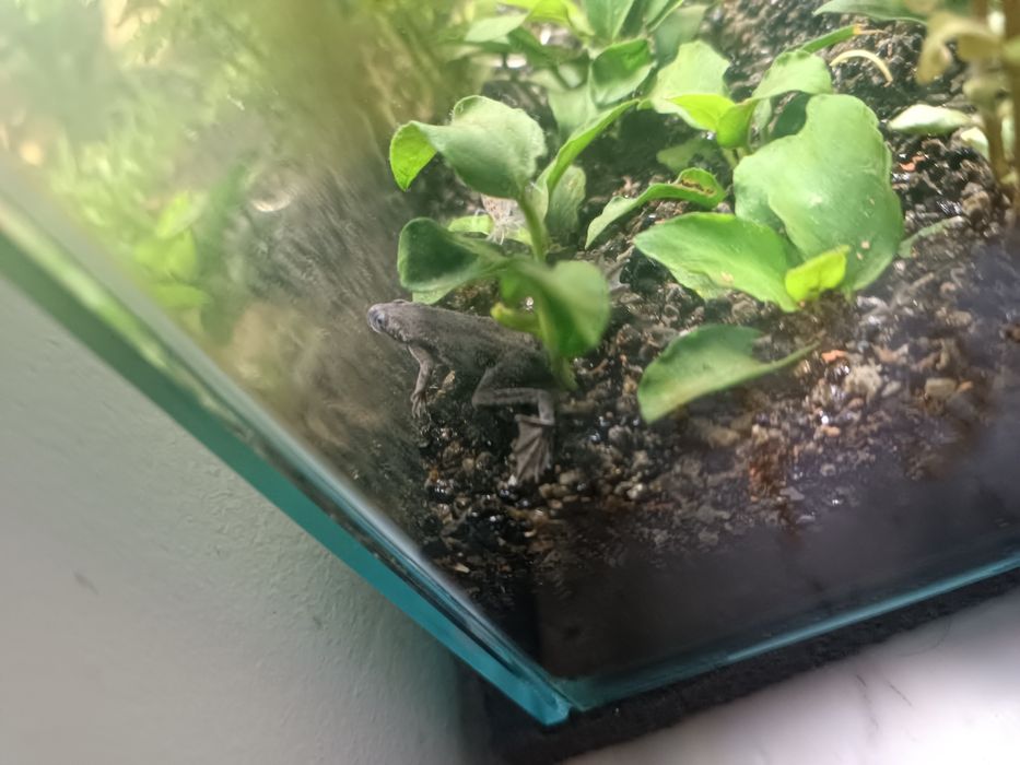 Peixe Rã ana africana 3-4cm para aquário