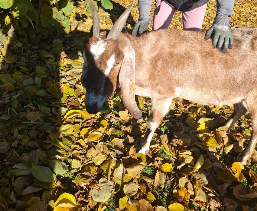 Koza anglonubijska  z 2022r