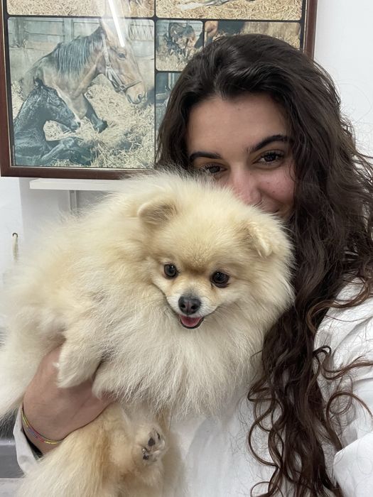 Dog Walker/ Pet Sitter em Lisboa