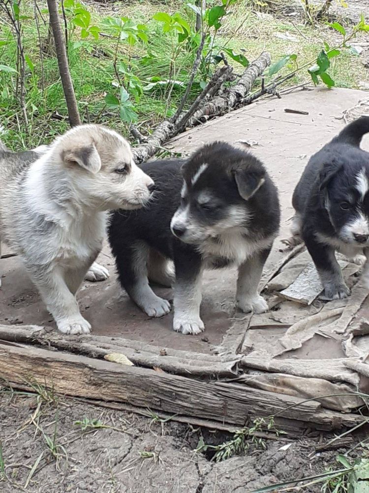 Віддам цуценят в добрі руки