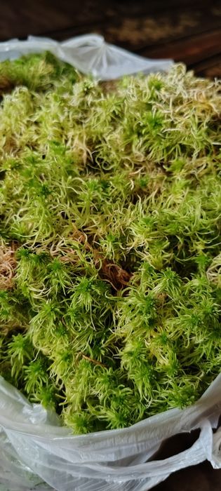 ТЕРМІНОВО! Розпродую власну колекцію орхідей