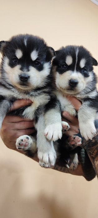 Сибірський хаскі - вони красунчики