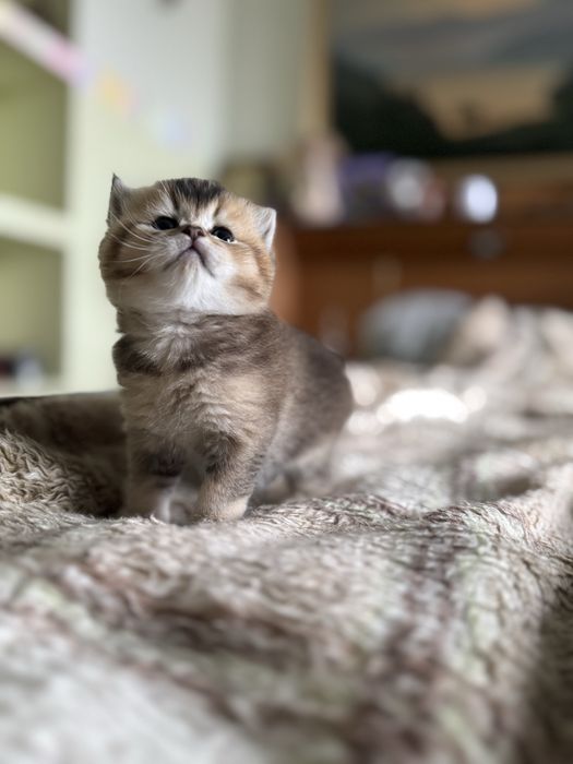 Золоті  висловухі та прямовухі кошенята