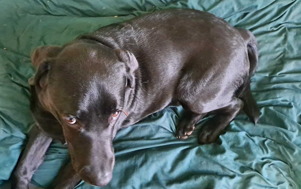 Labrador Retriever ośmio miesięczny pies samiec rodowód