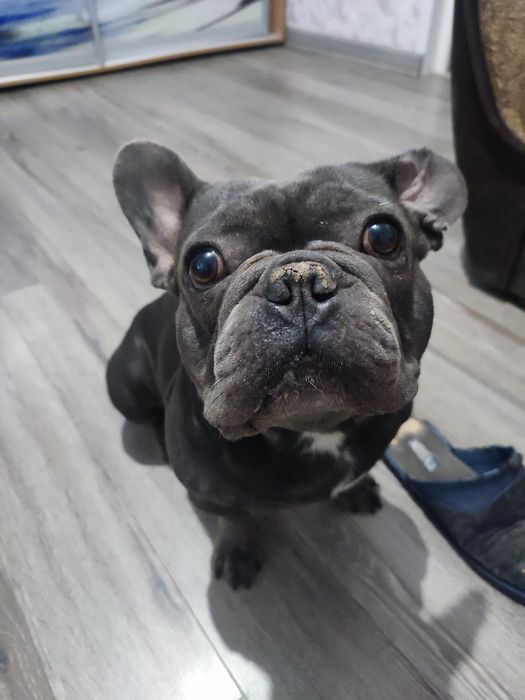 Продам французького бульдога.
