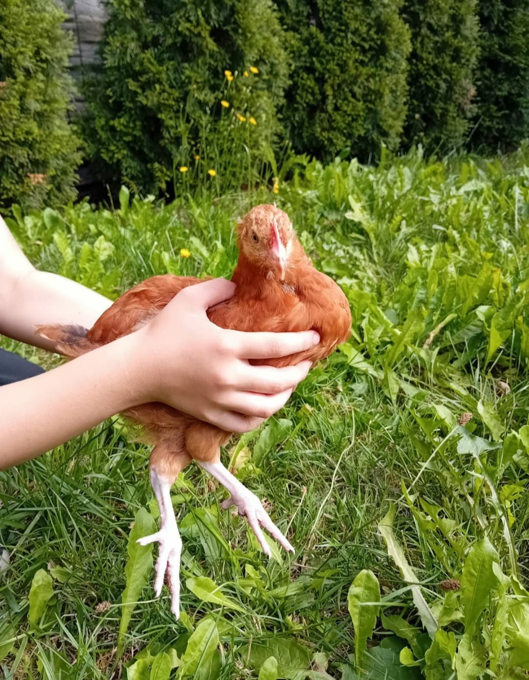 Pisklaki Rosy pisklaki araucany kury Rosy kury araukany ekologiczne