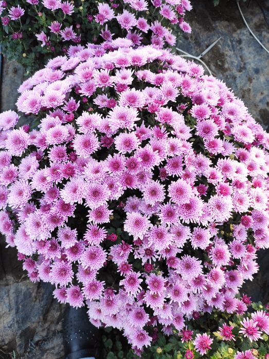 Chryzantema drobnokwiatowa