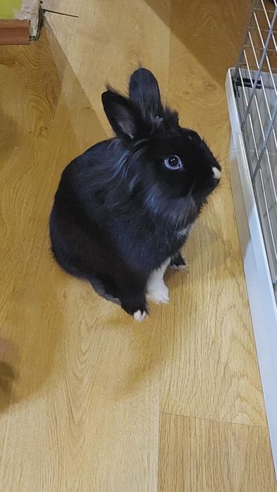 Oddam króliczka miniaturkę samca