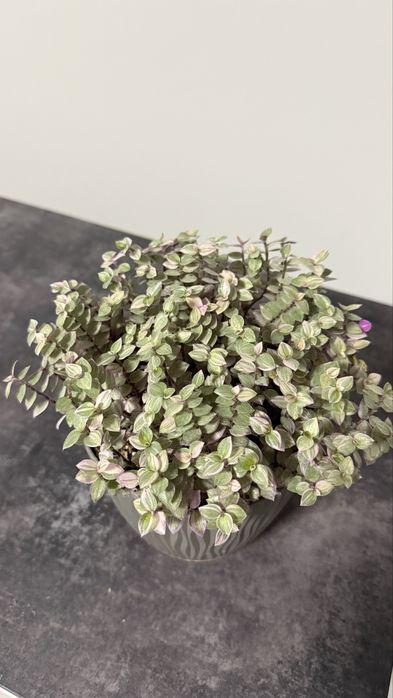 Традесканція триколор сциндапсус епіпремнум