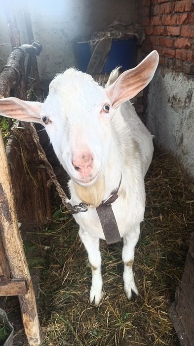 В'язка цапа, покриття кози, спарювання кози