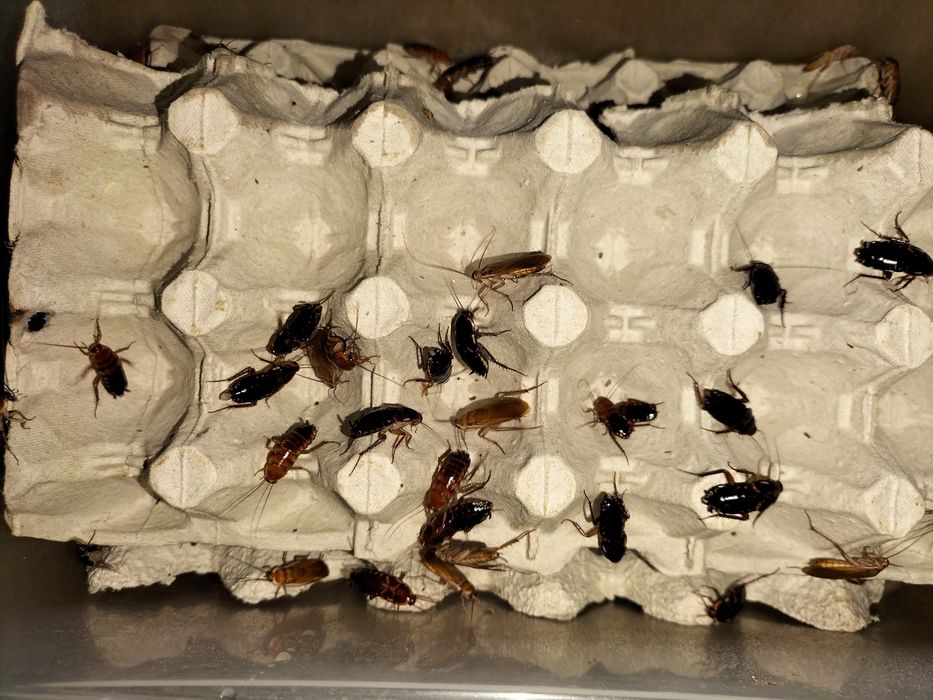 Dorosłe karaczany tureckie