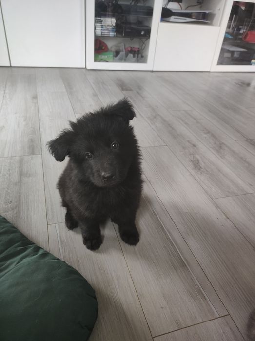 Owczarek Niemiecki Staroniemiecki samiec Fantasyo