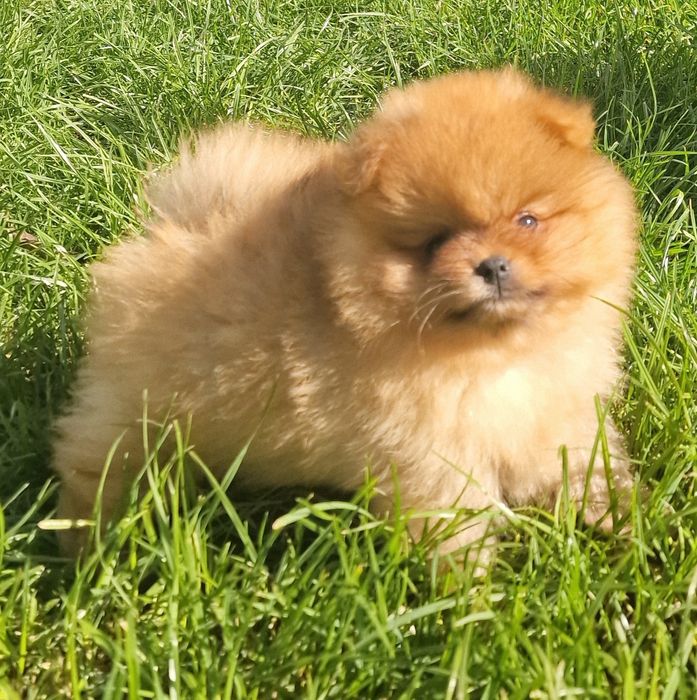Pomeranian szpic miniaturowy