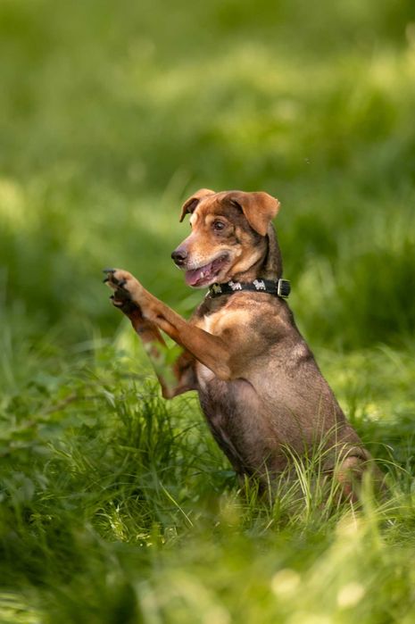 Mały, wrażliwy Snickers szuka domu pełnego spokoju i czułości