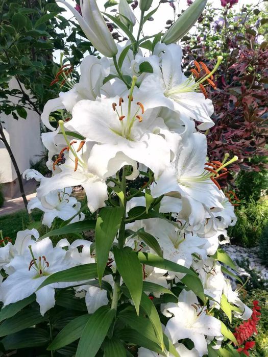 Cebulki lili drzewiastych CEBULE LILI  8 kolorów