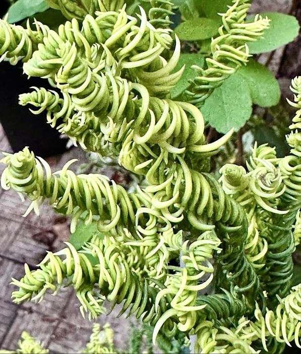 Хвойні Рослини. Доставка по Україні.