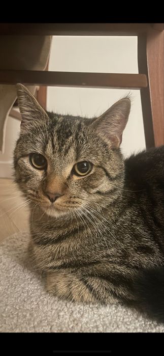 Oddam kotka kota w dobre ręcę