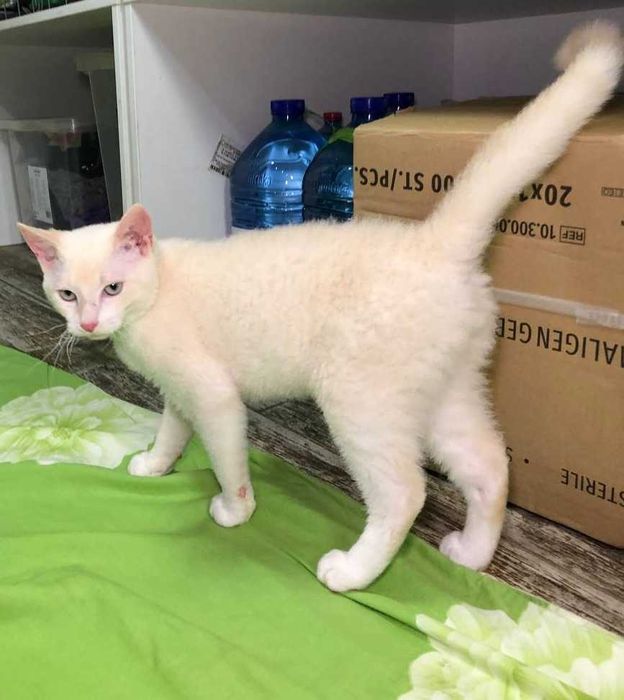 Уникальный маленький, голубоглазый котёночек Сахарочек, 4 месяца