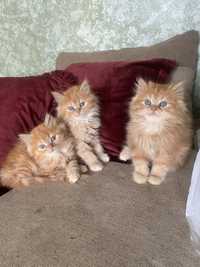Персидские котята,рыжие