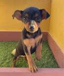 Cachorro Pinscher Miniatura
