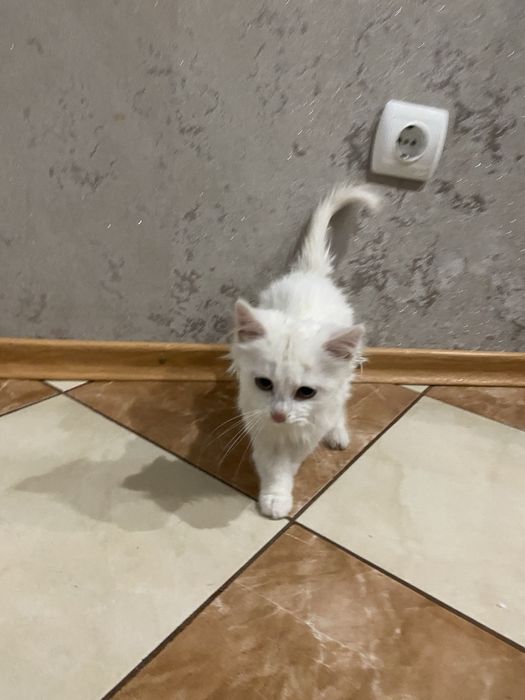 котеня в добрі руки!