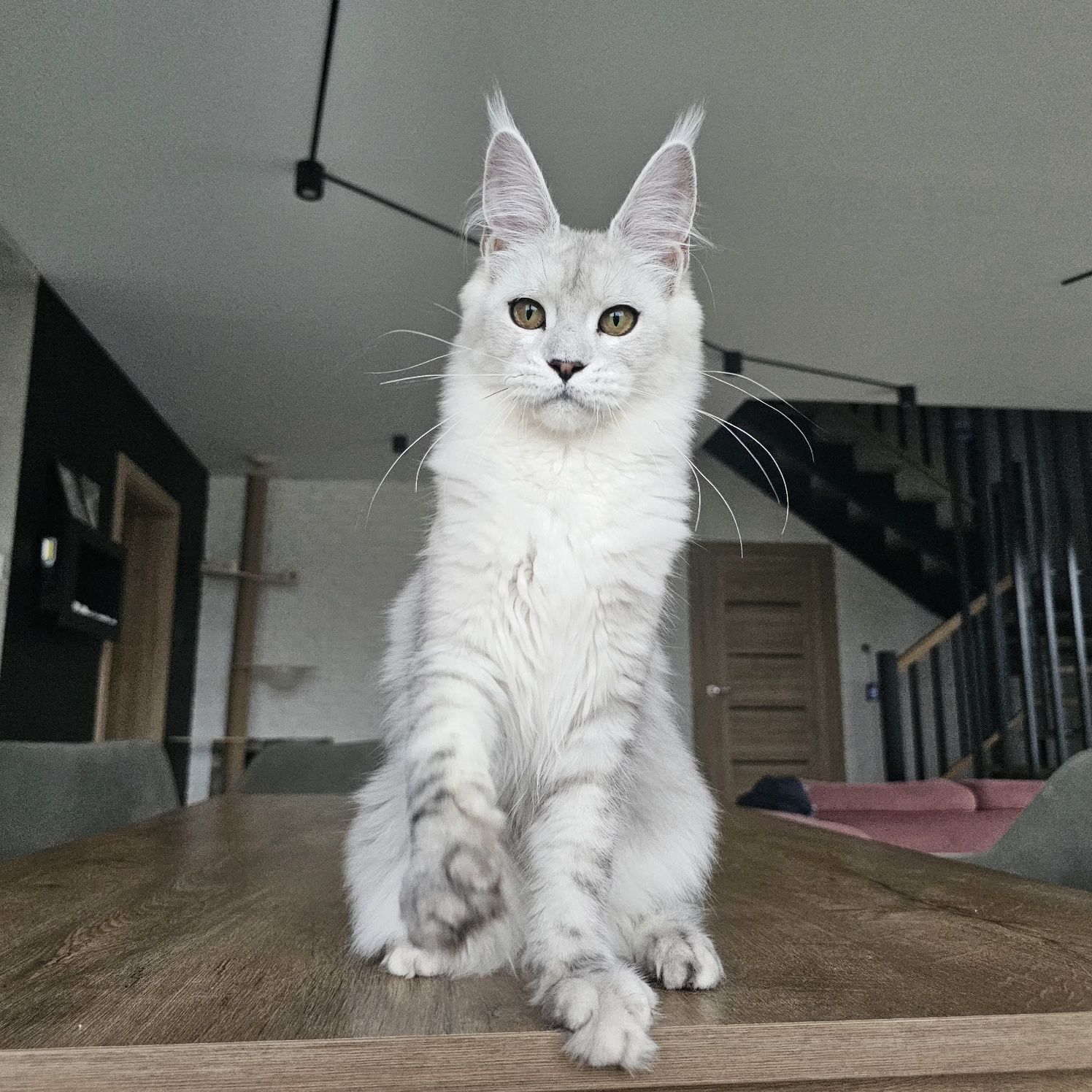 koteczka Maine coon rodowód fpl FIFe do hodowli