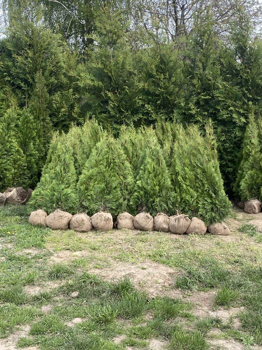 Tuja Szmaragd 110-120cm Producent ‼️ Dostawa ‼️