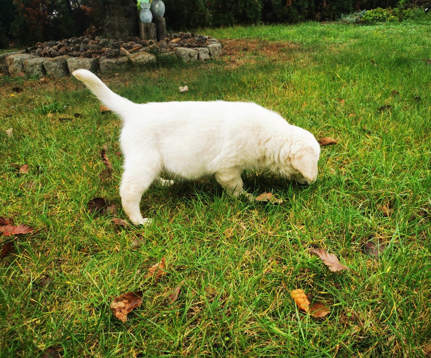 Golden retriever