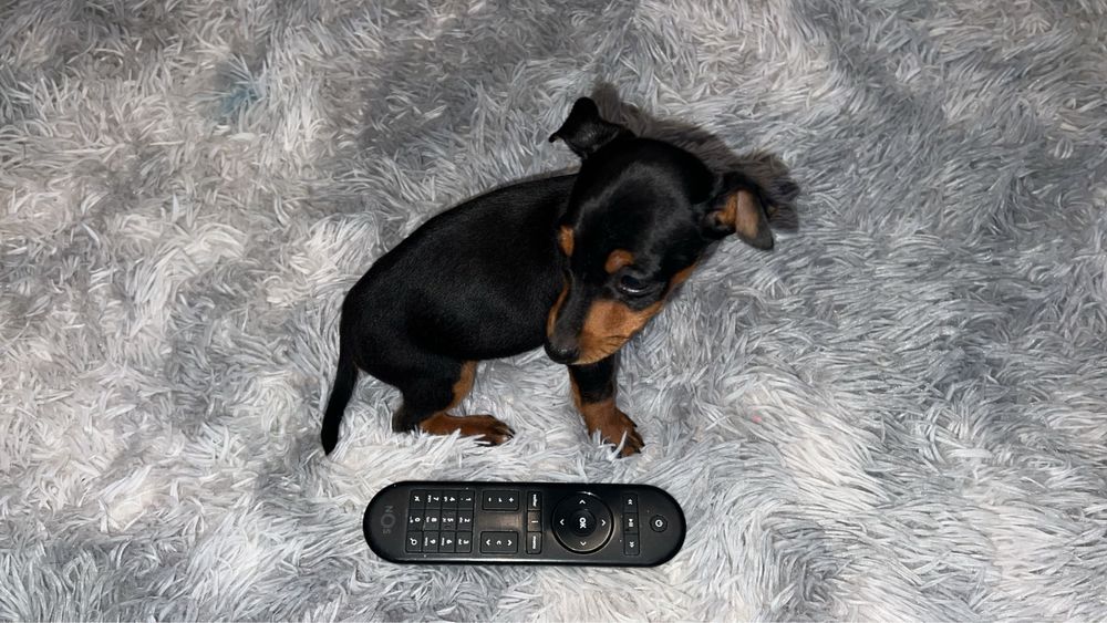 Pincher Femea Mini 2 meses